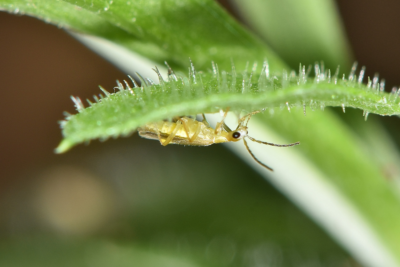 Cantharidae: Malthinus sordidus sordidus